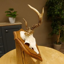 Capriolo Grandi Cervi Bock Corna di Cervo Su Scudo Trofeo 608.128