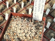 Sclerocactus spinosior