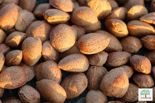 Mandorle guscio sicilia - guscio,
