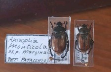 Coleoptera Scarabaeidae Pair Anisoplia Monticola Marginata     Italy Calabria 