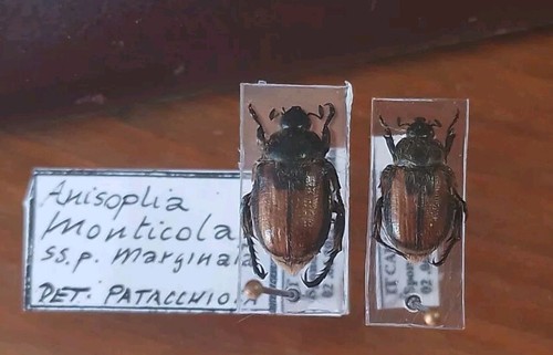 Coleoptera scarabaeidae pair - scarabaeidae,