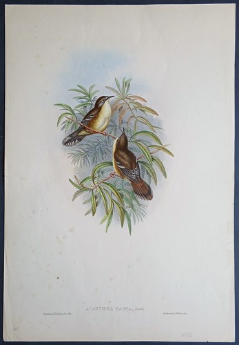 John gould uccelli ornitologia - john,