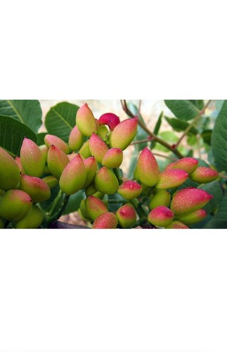 Piante pistacchio - di,