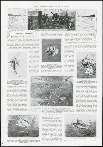 1912 scienza pesce scalare - scienza,