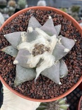 6“ Ariocarpus Retusa Seed