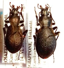 Carabidae CARABINAE Carabus