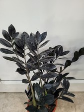 OFFERTA Zamioculcas corvo piuma portafortuna 5 fogli talee di foglie