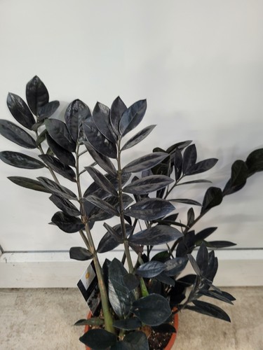 Zamioculcas raven piuma