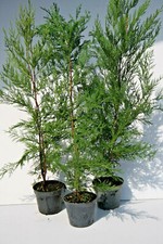 Cupressocyparis Leylandii 50 cm: pinetto-cipresso, pianta da siepe