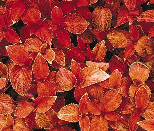 Coleus wizard sunset - wizard,