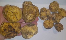 70Gr TARTUFI FRESCHI BIANCO