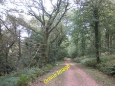 Photo 6x4 forest ride north - forest,