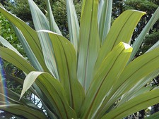 Blu Dracaena, Cordyline