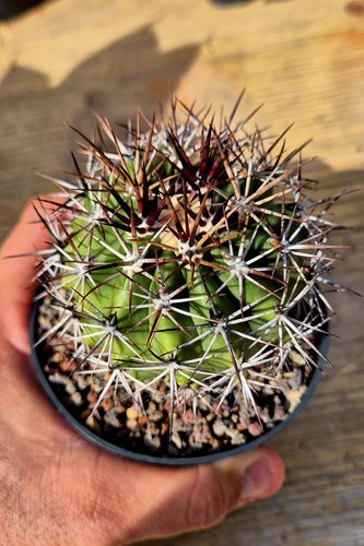 Ferocactus lindsayi - ferocactus,