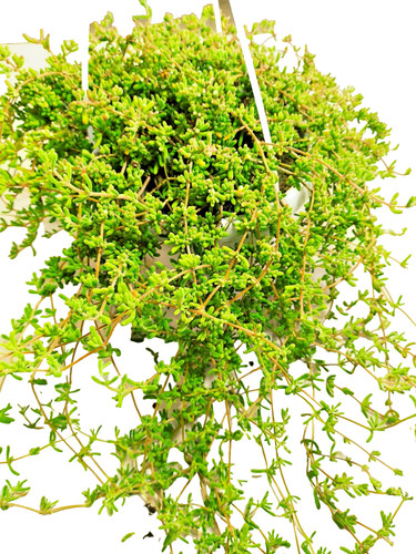 Drosanthemum hispidum barba - barba, di
