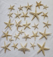 27 pezzi mini stelle marine
