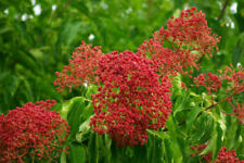 TETRADIUM DANIELLII - EVODIA / ALBERO DEL MIELE, 10 SEMI SELEZIONATI