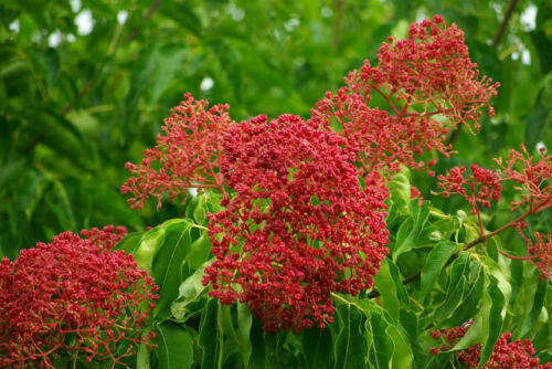 Tetradium daniellii evodia - daniellii,