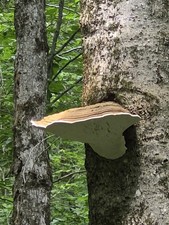 Artist Conk (Ganoderma