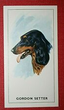 GORDON SETTER   Head Portrait
