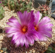 Thelocactus heterochromus