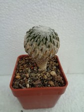 Pelecyphora aseliformis oltre