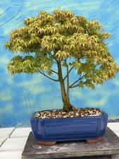 Bonsai di Joe Acer Palmatum