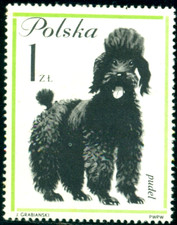 1963 Razze di cani, cani