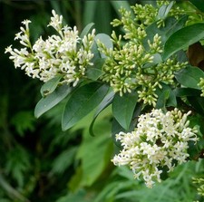 Ligustrum japonicum -  -