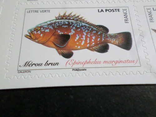 Pesce mare sea - mare,, 2019