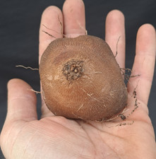 Dioscorea sylvatica caudex