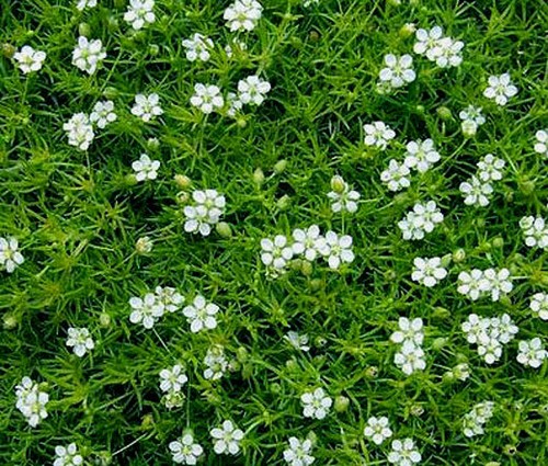 Irish muss pearlwort sagina - irish,
