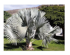 4x Bismarckia nobilis Silver semi di palma piante da giardino - semi B789