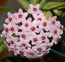 Hoya carnosa - fiore di cera