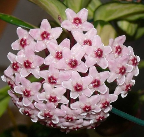 Hoya carnosa fiore - di, cera