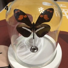 1pz Esemplari di Farfalla Vera