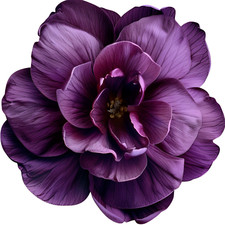 Adesivo murale adesivo viola