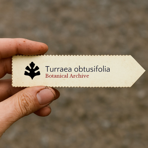 Turraea obtusifolia seeds - seeds,