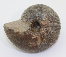 Ammonite, Macrocefaliti