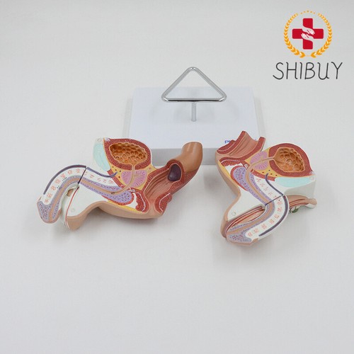Size male internal and - internal,