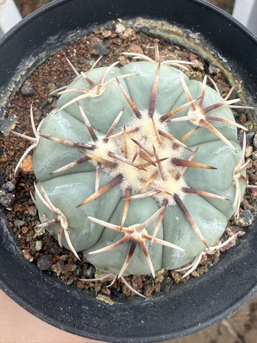 Rara pianta succulenta - pianta,