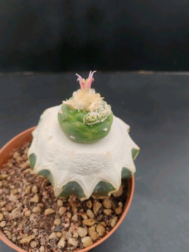 Ariocarpus frici f - frici, i.