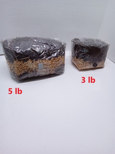 Mushroom grow bag libbre - mushroom,