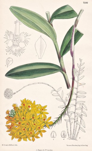 Epidendrum xanthinum brasil - xanthinum,