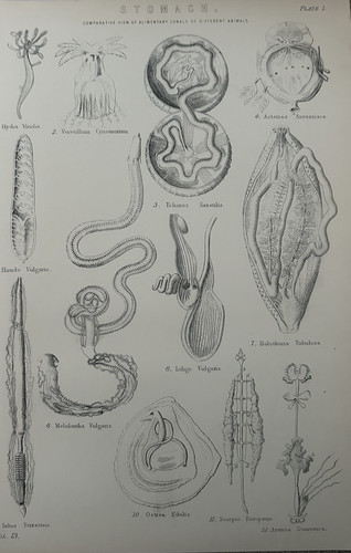 Stampa antica anatomia - , stomaco
