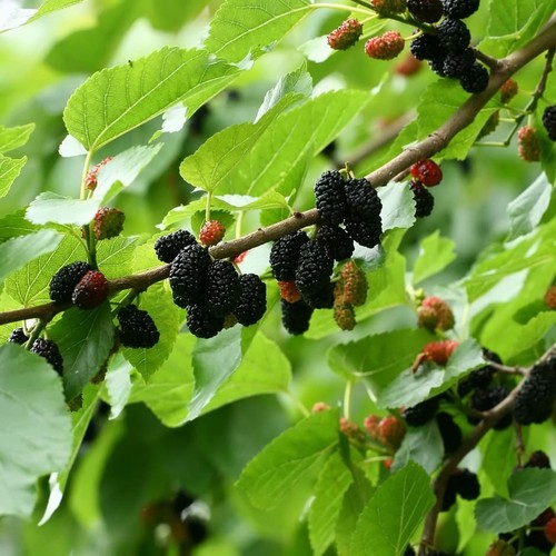 Black mulberry tree - mulberry,