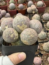 Multi teste Tephrocactus