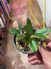 Zamioculcas zamiifolia ""Akebono"" - Pianta variegata ZZ rara e...