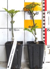Fraxinus excelsior "Abiona" -