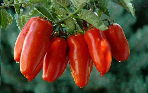 Pomodoro san marzano semi - pomodoro,